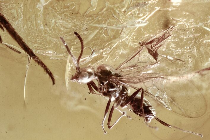 Fossil Winged Ant (Formicidae) In Baltic Amber #315325